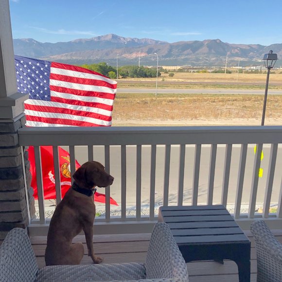 Meet your Posher, Desiree - Picture 3 of 4